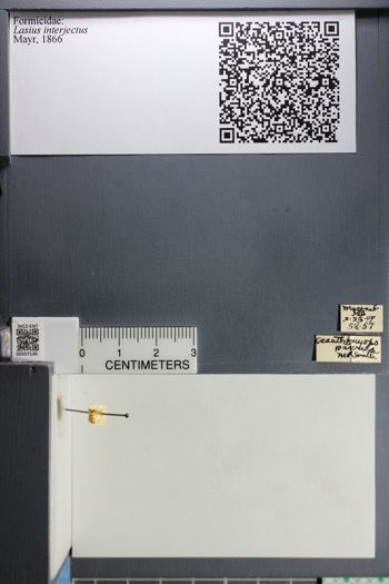Media type: image;   Entomology 557136